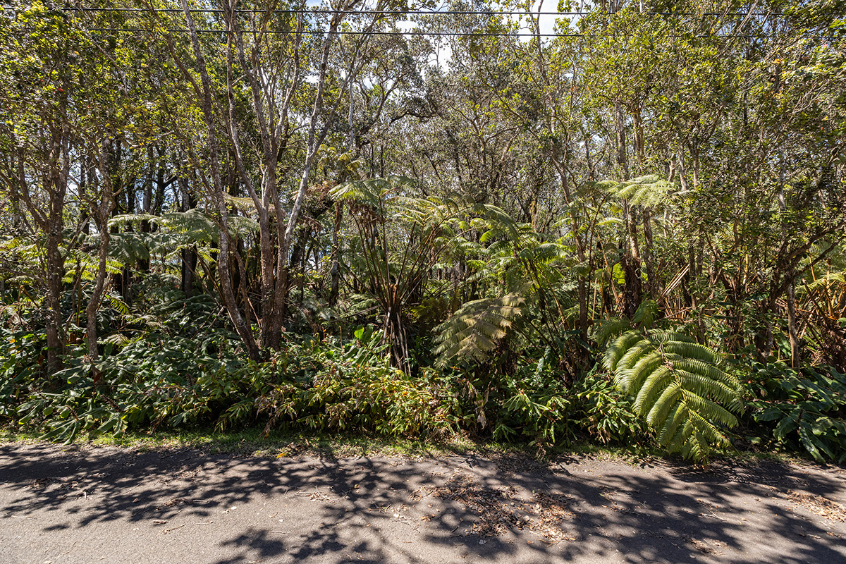 950 11th Street Volcano, HI 96785 - Photo 5 of 7 a view of a yard with plants and trees