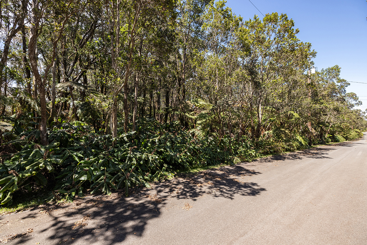 950 11th Street Volcano, HI 96785 - Photo 6 of 7 a view of a forest with trees