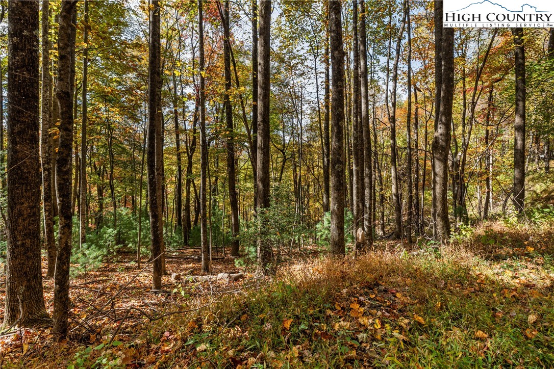 a view of outdoor space with lots of trees