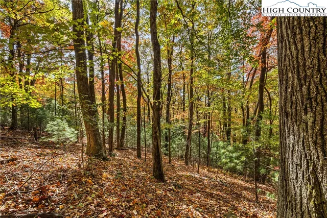 a view of a large tree with a mountain in the background