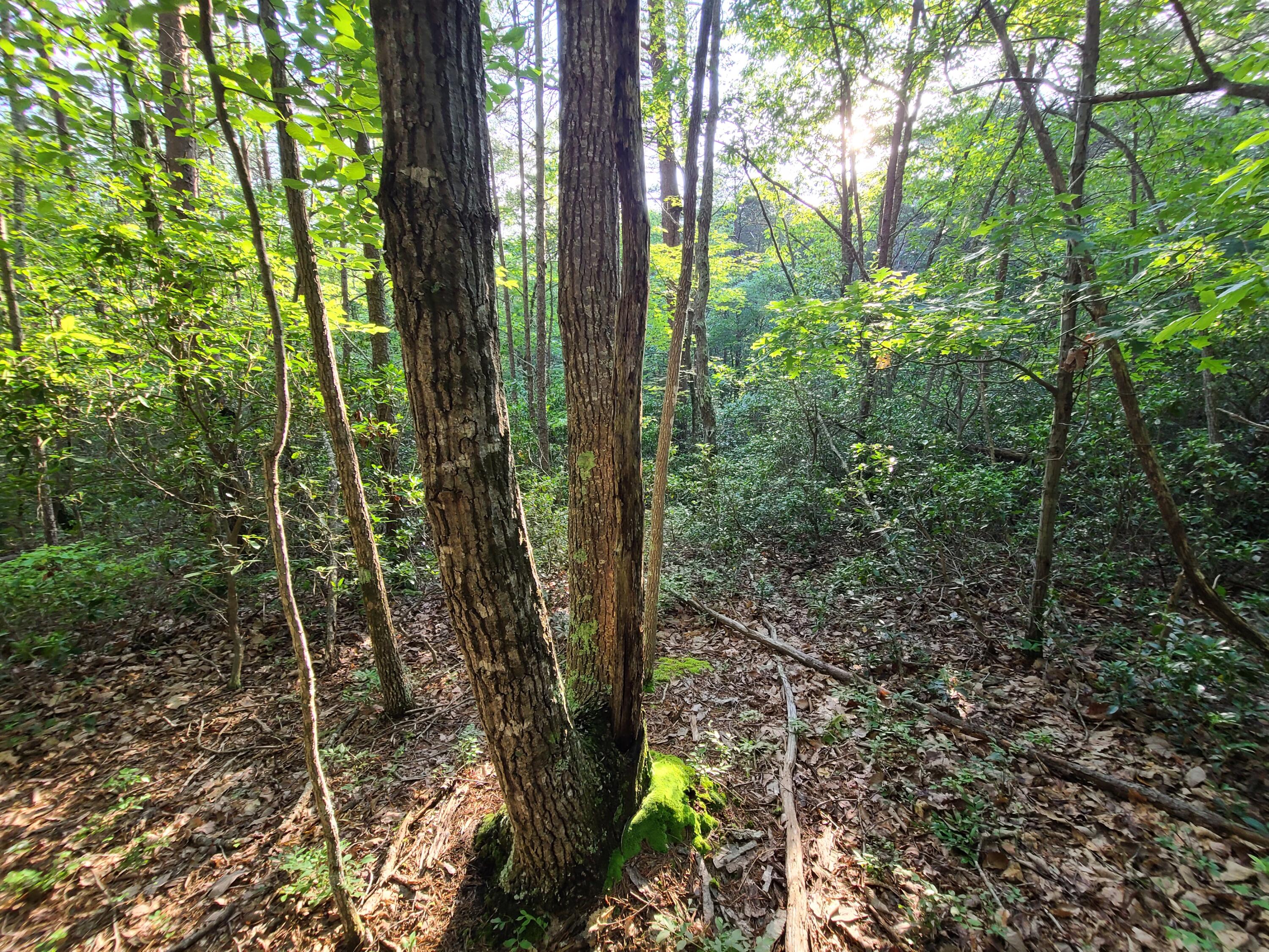 210 Broad Ridge Road Sandy Level, VA 24161 - Photo 54 of 72 20220707_190214