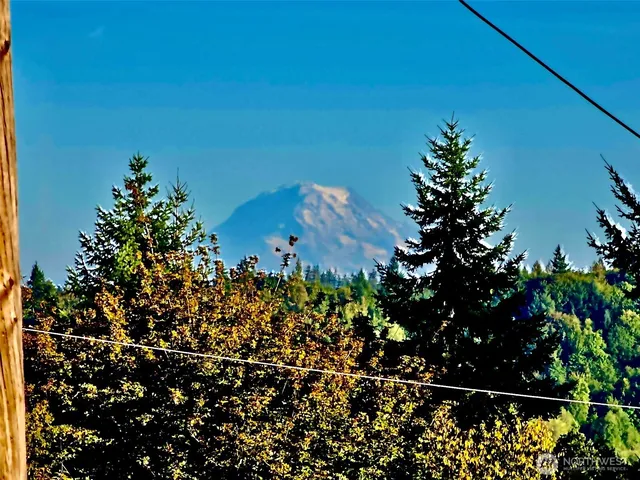 a view of a garden with plants