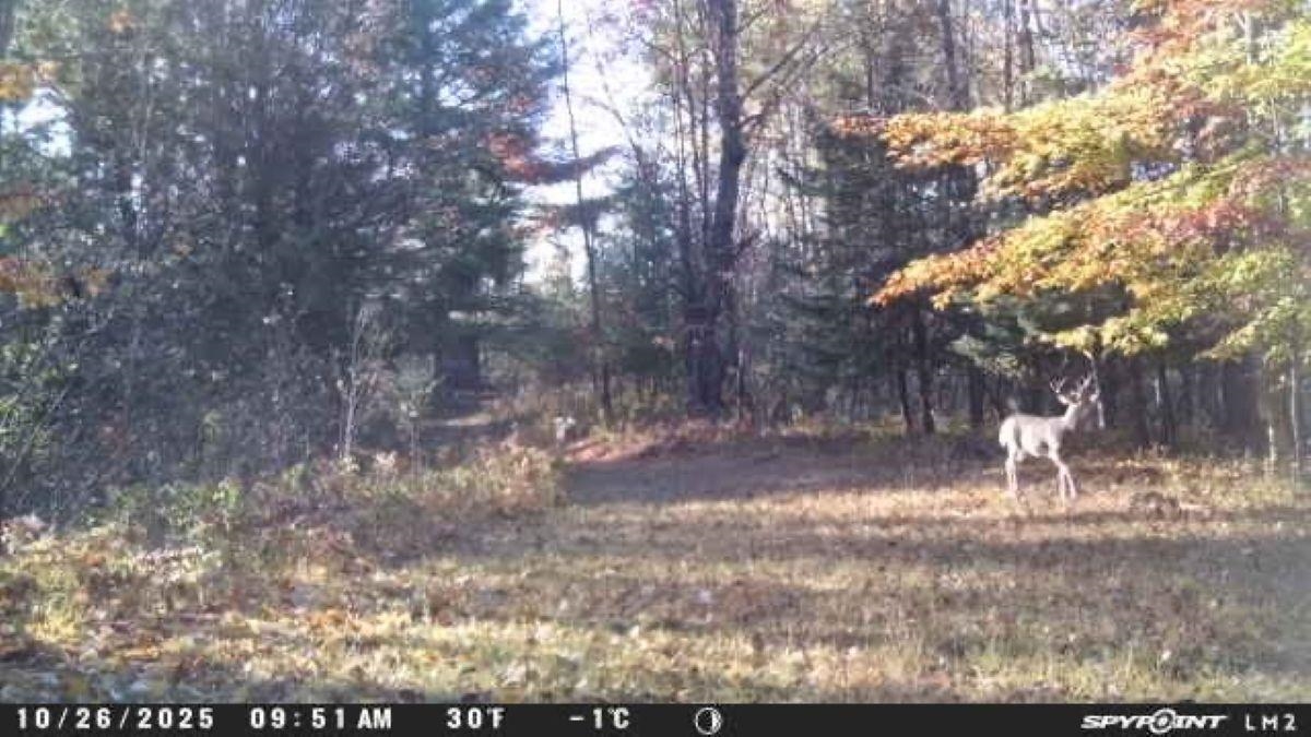 188 West Procunier Road Mikado, MI 48745 - Photo 3 of 20