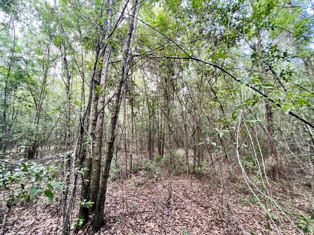 0 Country Road Mount Vernon, AL 36560 - Photo 10 of 15