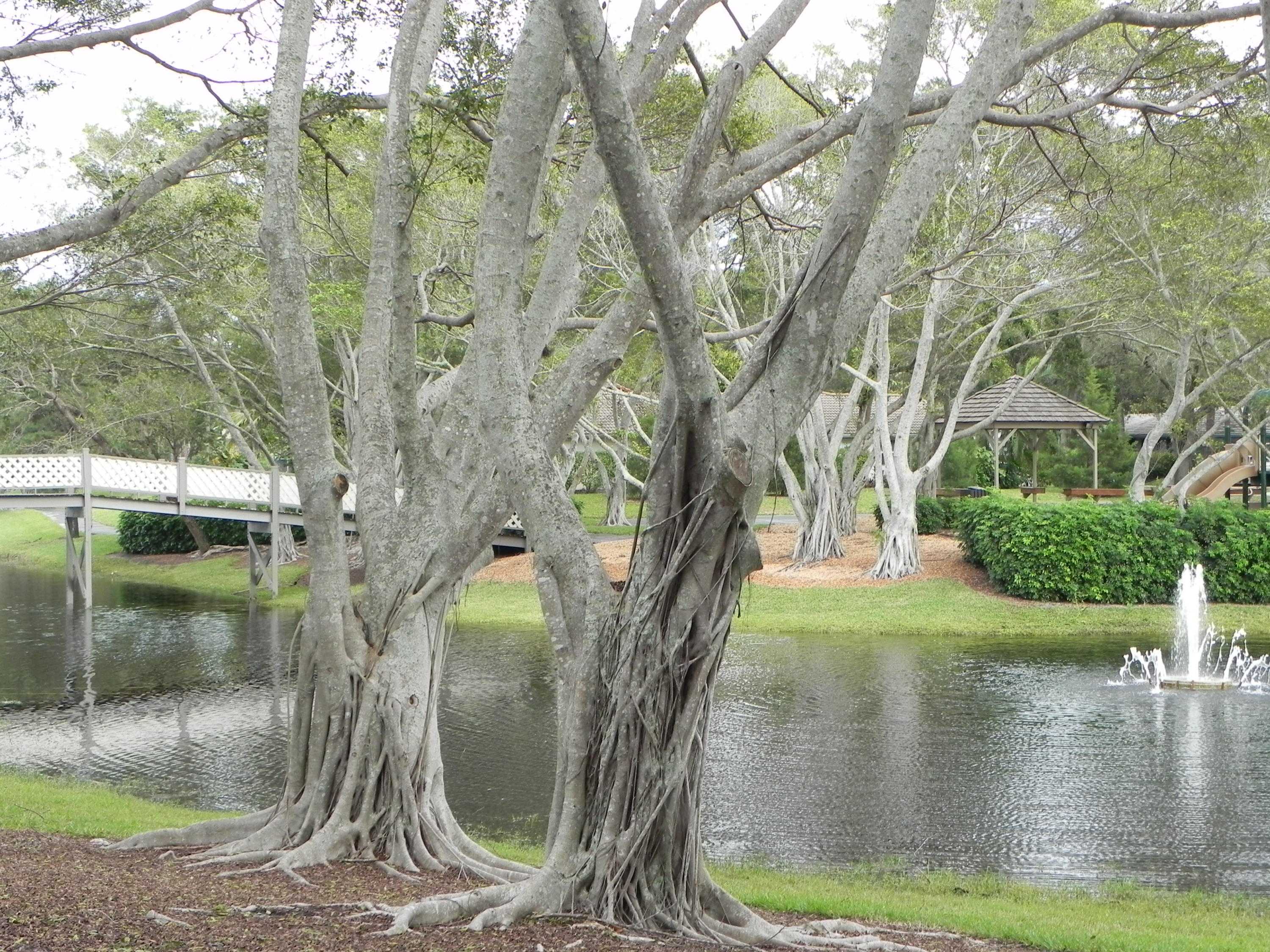 2495 Northwest 39th Street Boca Raton, FL 33431 - Photo 53 of 56 DSCN9538