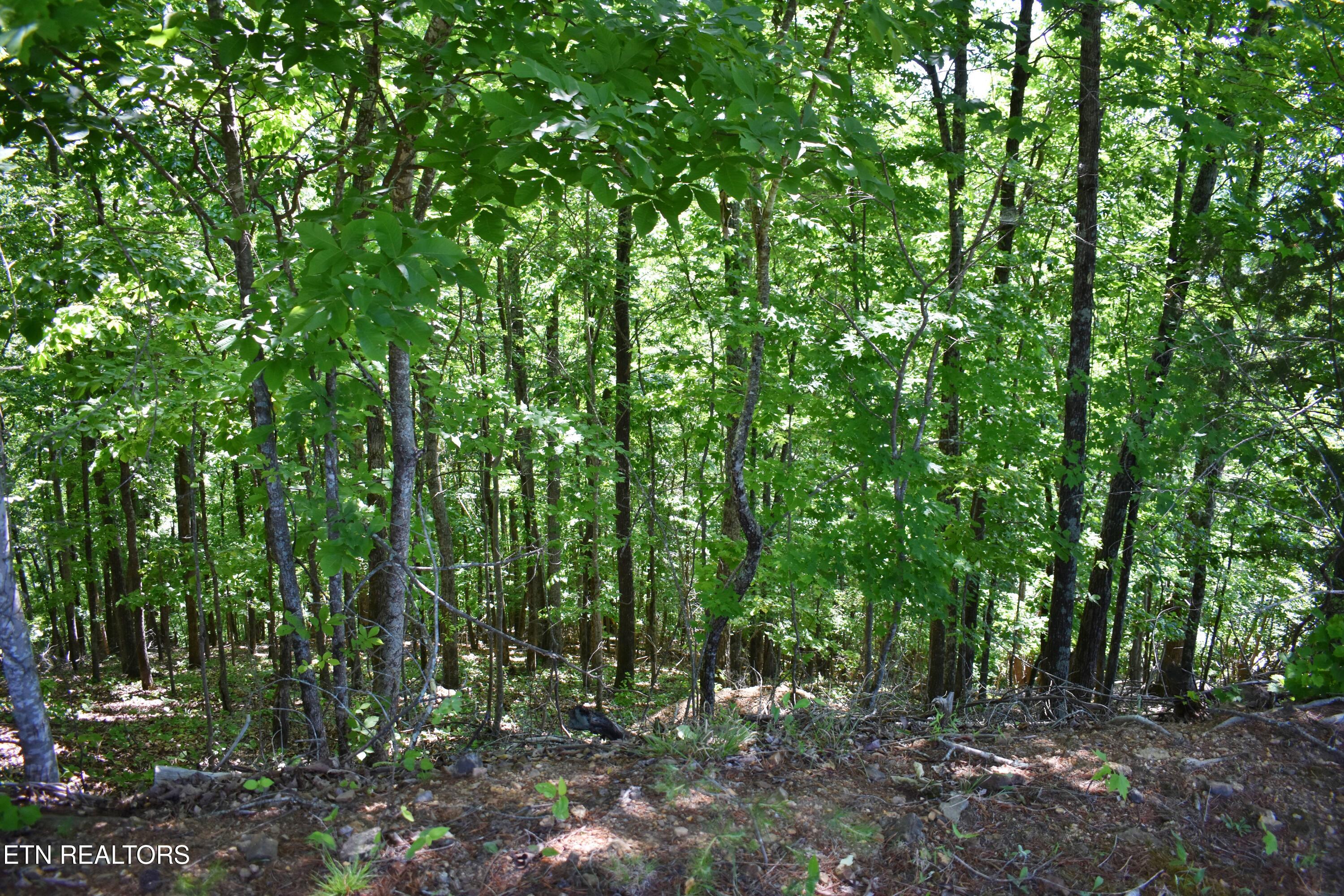 0 Flint Ridge Road Rockwood, TN 37854 - Photo 13 of 37 DSC_0644