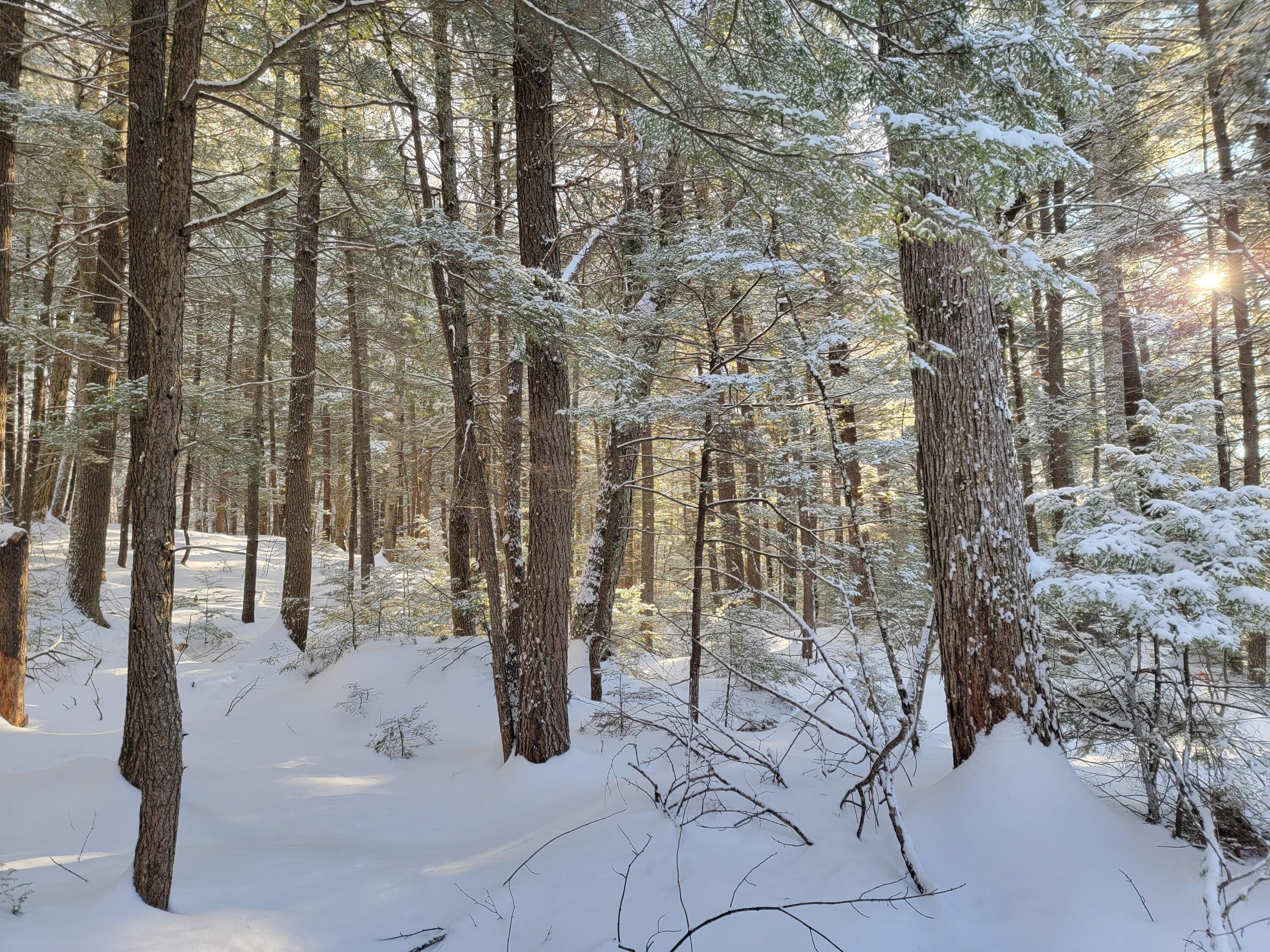 0 Railroadbed Rd Lake View Milo, ME 04463 - Photo 63 of 68 20220125_144152