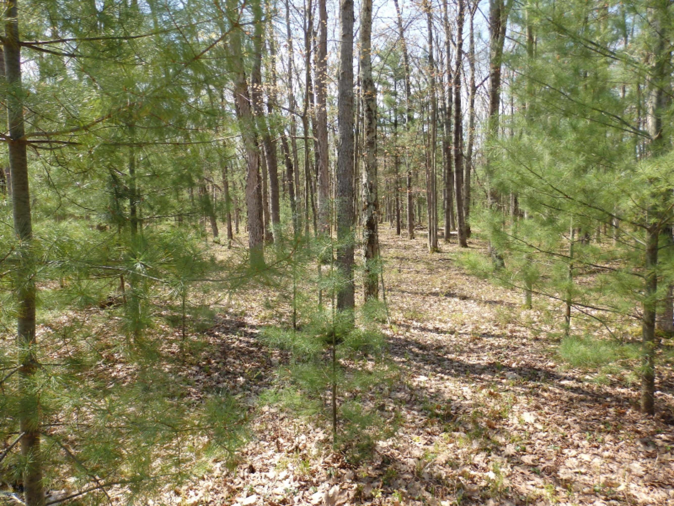 Wildwood Parcel A Road Manistee, MI 49660 - Photo 1 of 14 P5160023