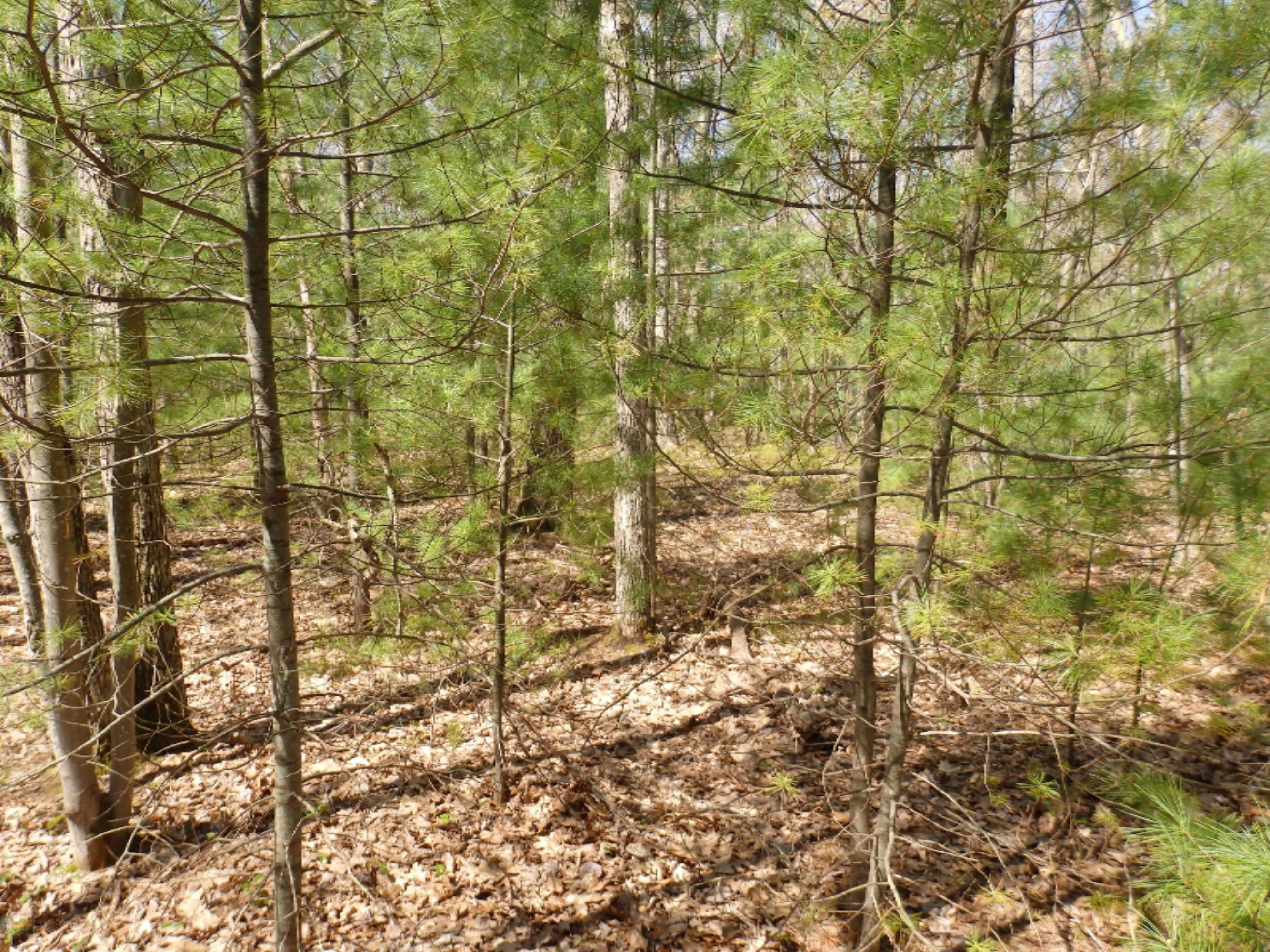 Wildwood Parcel A Road Manistee, MI 49660 - Photo 11 of 14 P5160033