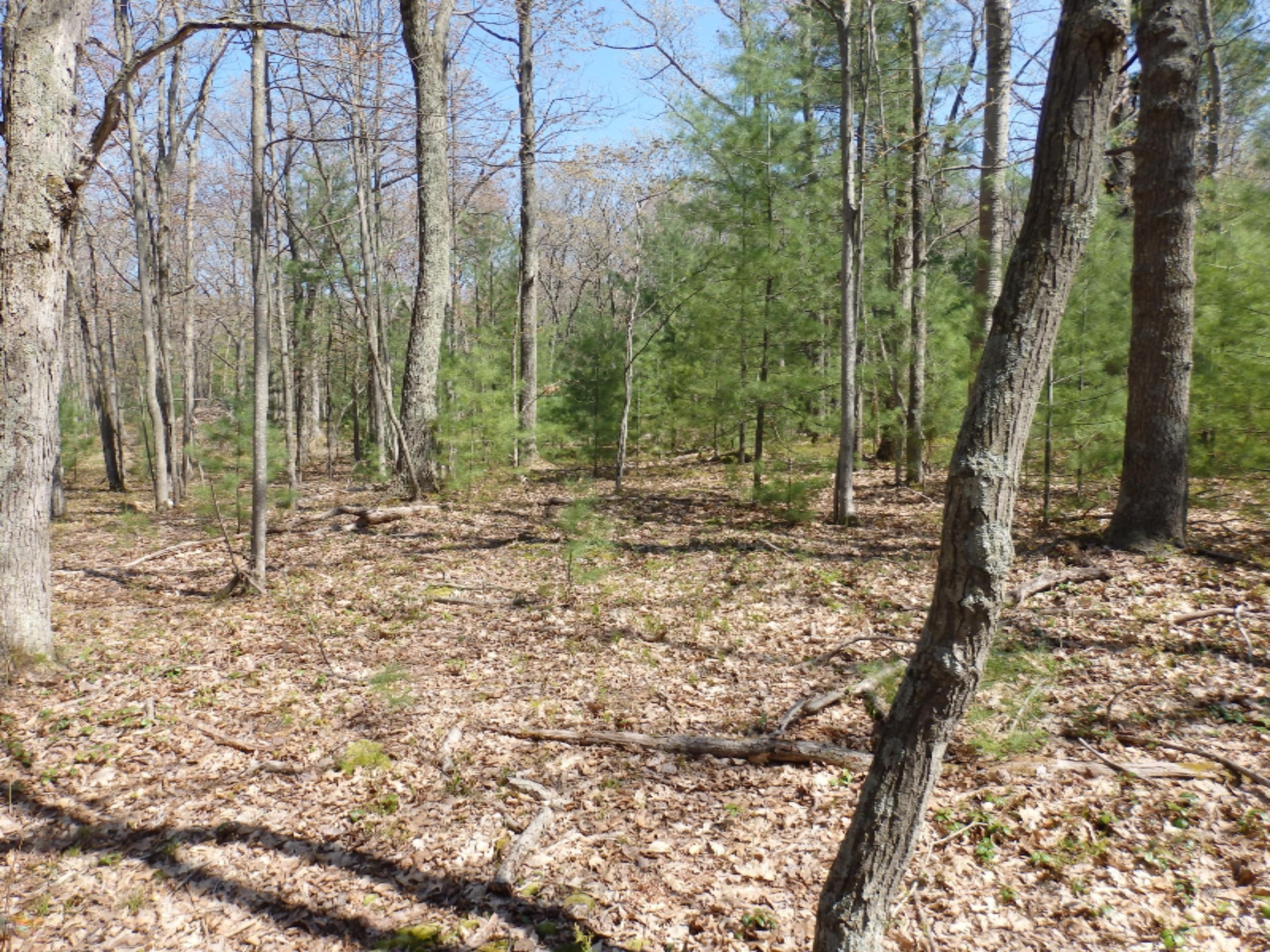 Wildwood Parcel A Road Manistee, MI 49660 - Photo 6 of 14 P5160028