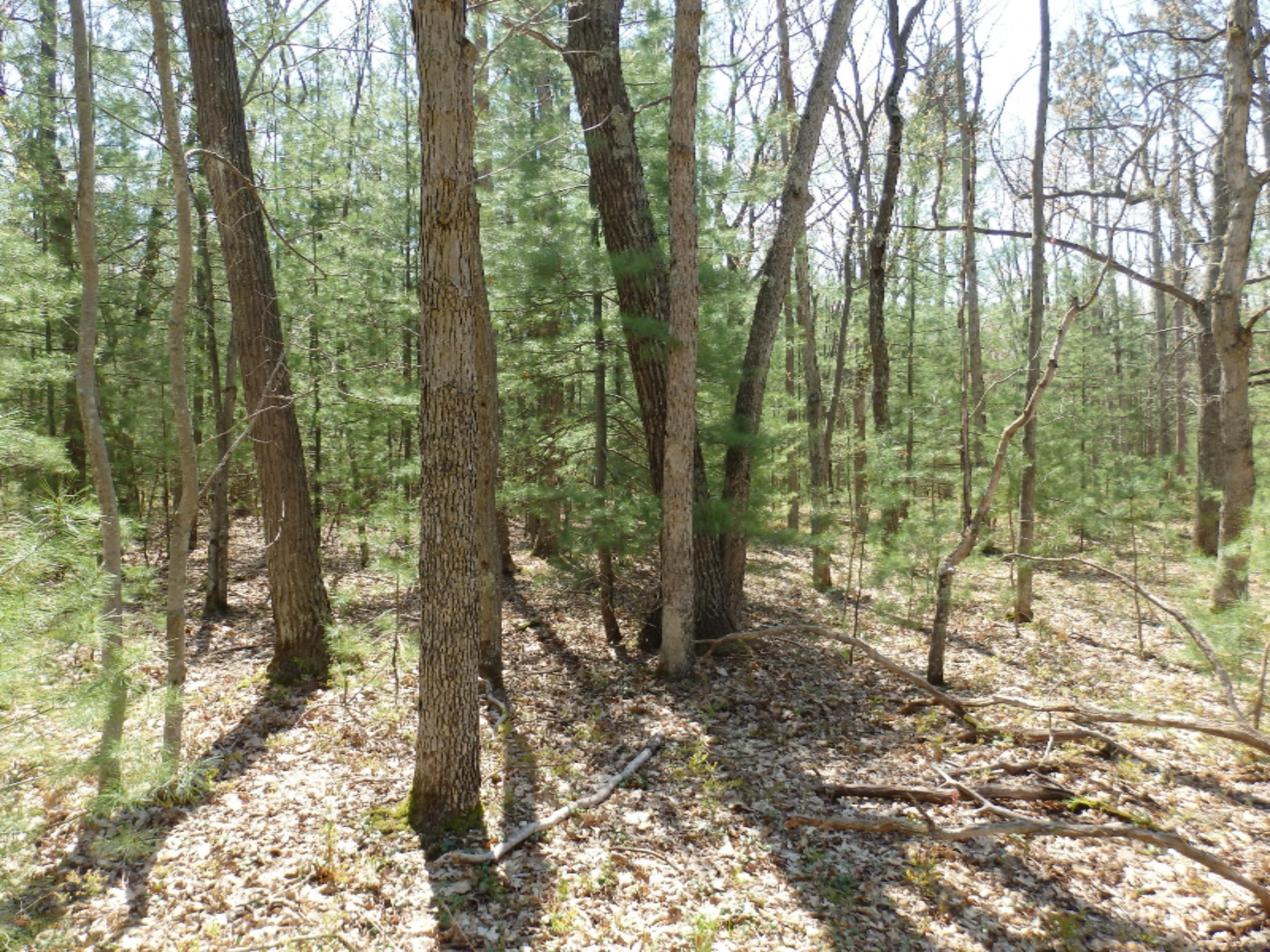 Wildwood Parcel A Road Manistee, MI 49660 - Photo 8 of 14 P5160030