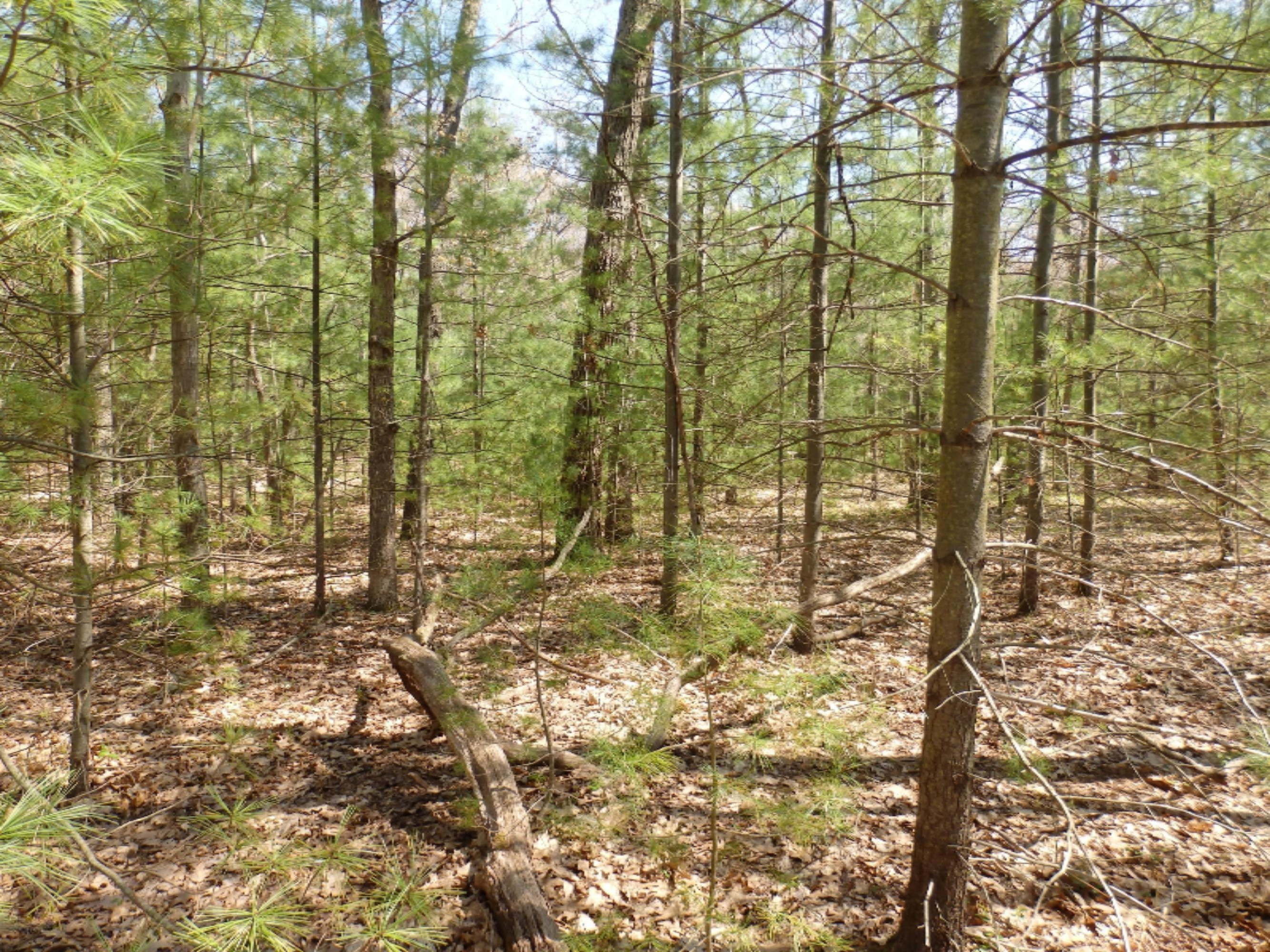 Wildwood Parcel A Road Manistee, MI 49660 - Photo 10 of 14 P5160032