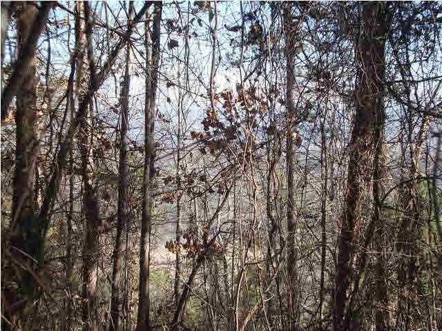 24 Highway Ac Al, Unit 10 13 Springville, AL 35146 - Photo 4 of 6