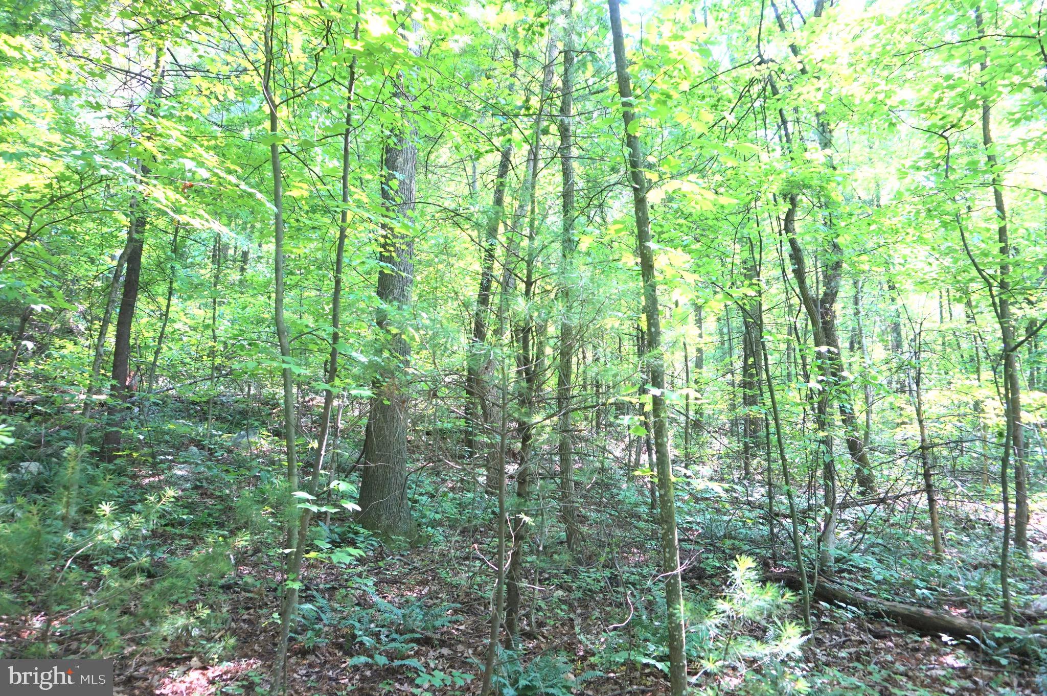 0 Mountain Road Lykens, PA 17048 - Photo 6 of 9 Gallery Image 6
