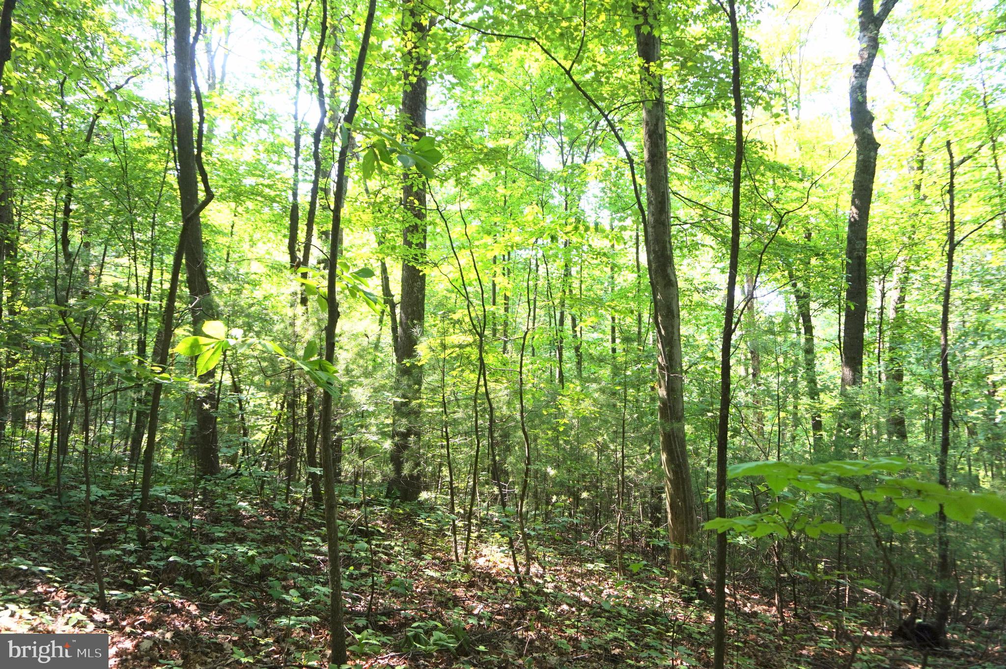 0 Mountain Road Lykens, PA 17048 - Photo 7 of 9 Gallery Image 7