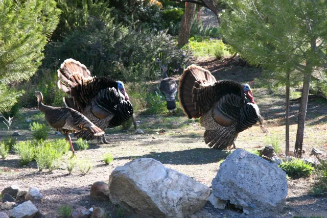 $320,000 | 35109 Highway 79, Unit SP #241, Warner Springs, CA 92086