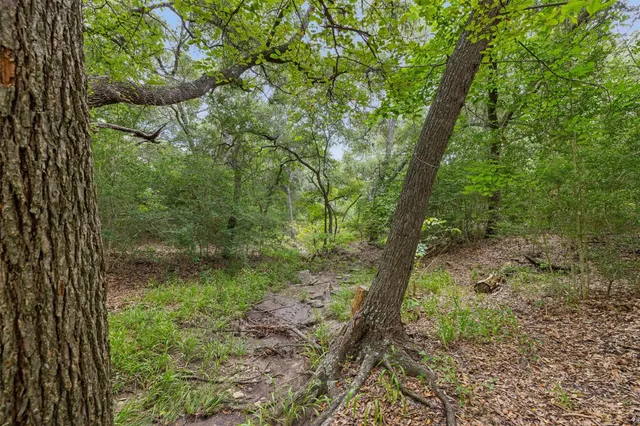 a view of a forest with trees