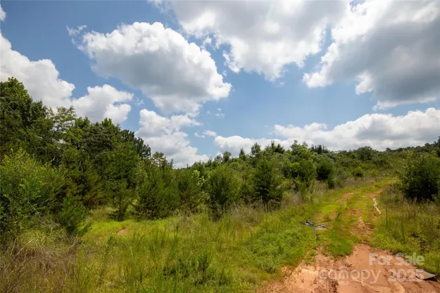 a view of a bunch of trees and a yard