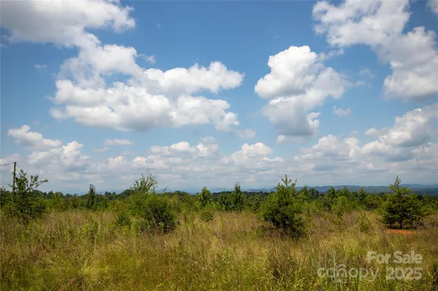 a view of a bunch of trees