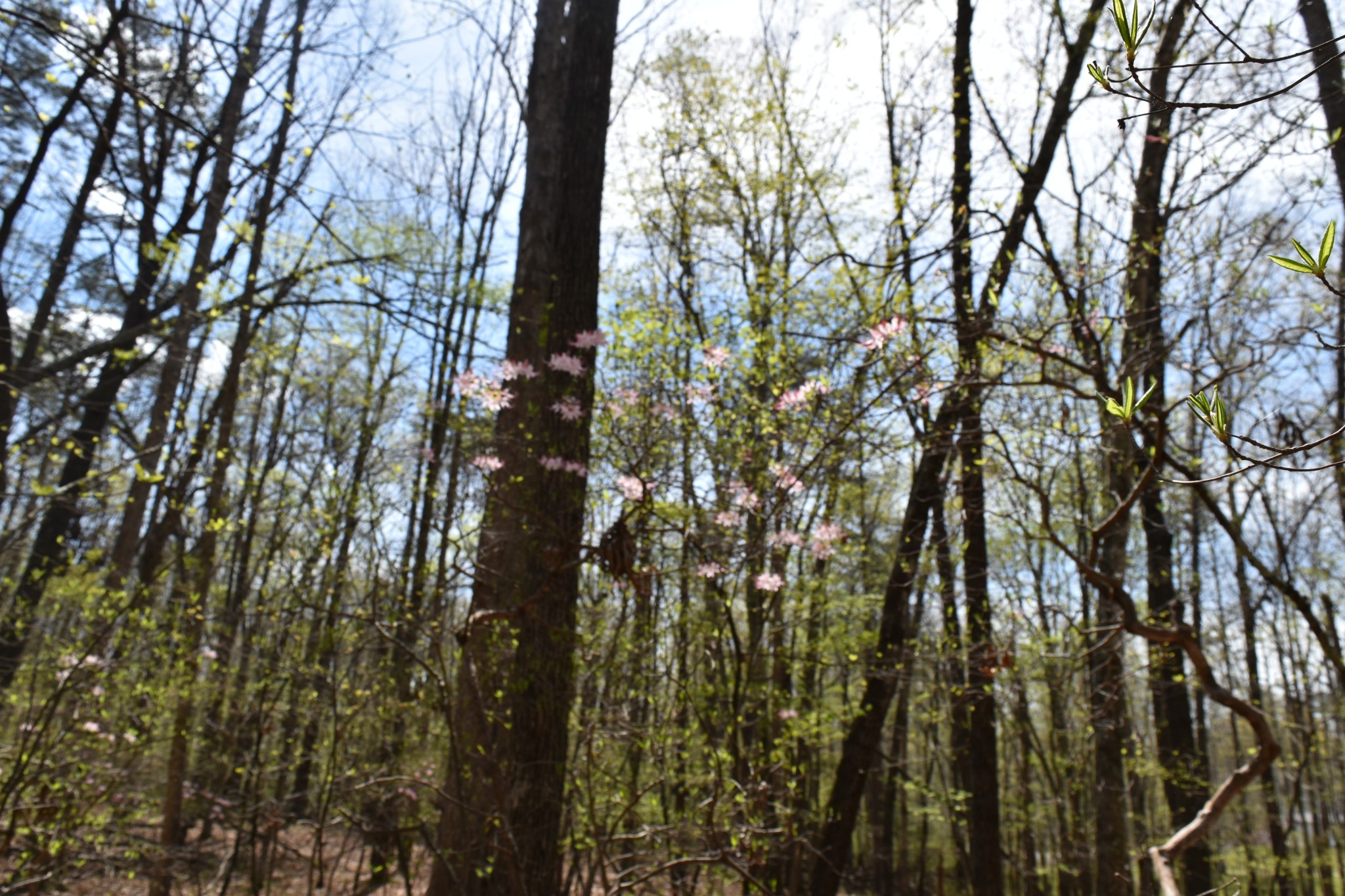 490 Haynes Road Sewanee, TN 37375 - Photo 14 of 28 Gallery Image 14