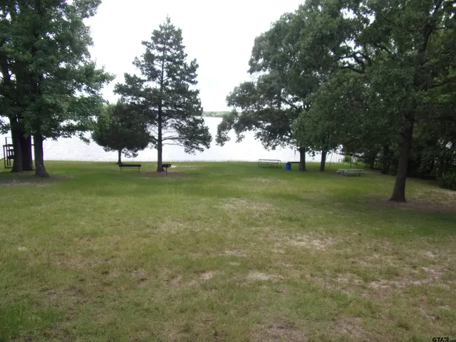 a view of a field with a tree