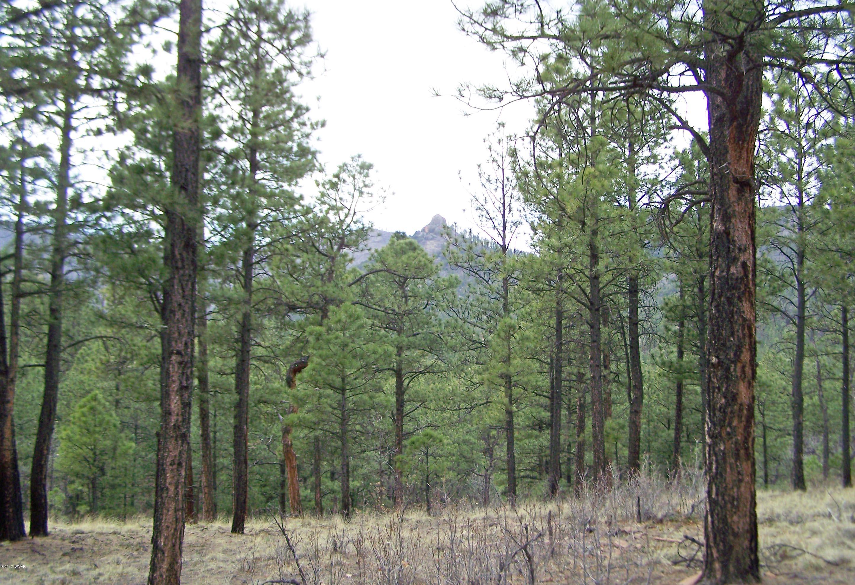 27 County Road Nutrioso, AZ 85932 - Photo 2 of 11