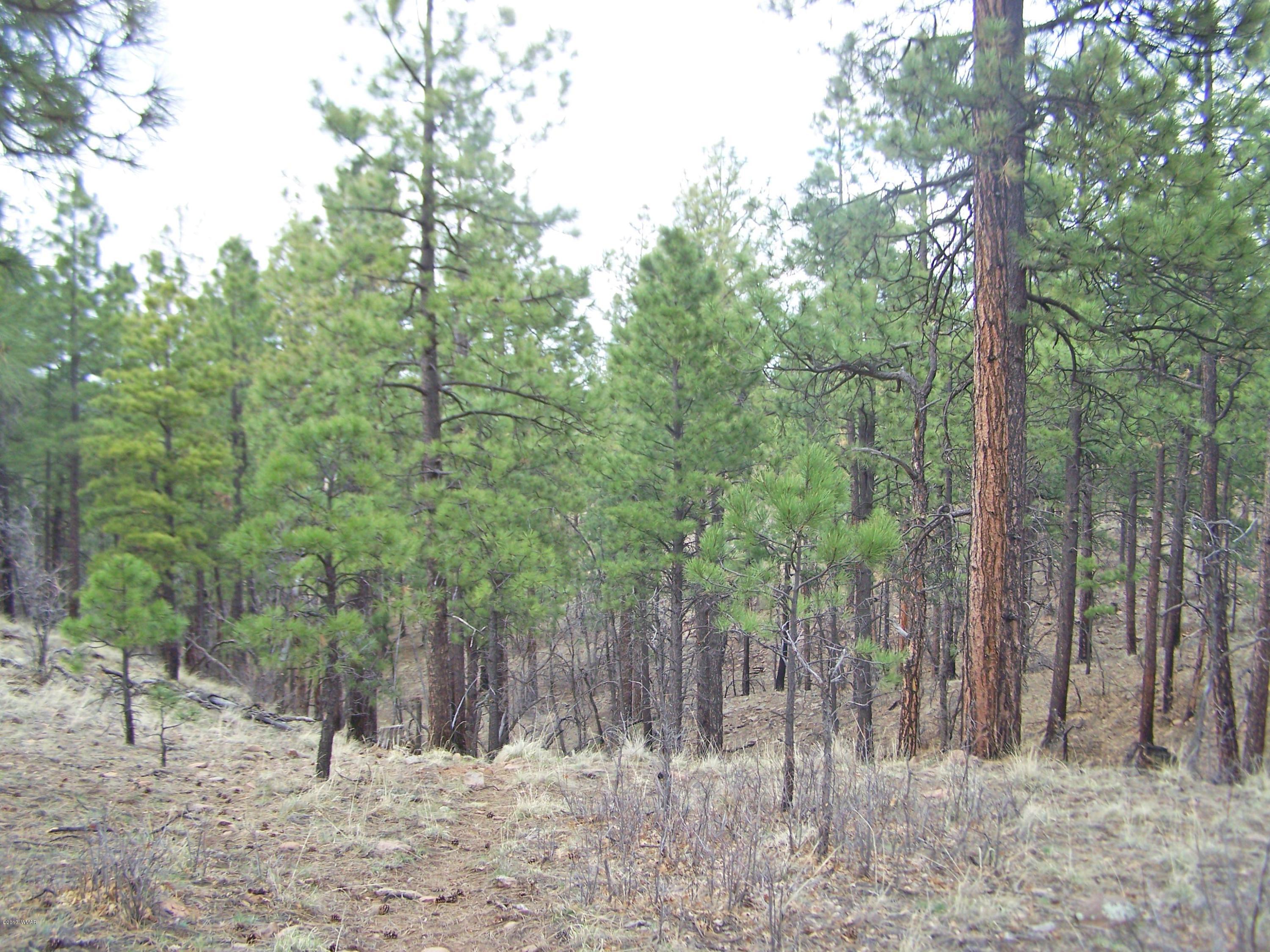 27 County Road Nutrioso, AZ 85932 - Photo 4 of 11