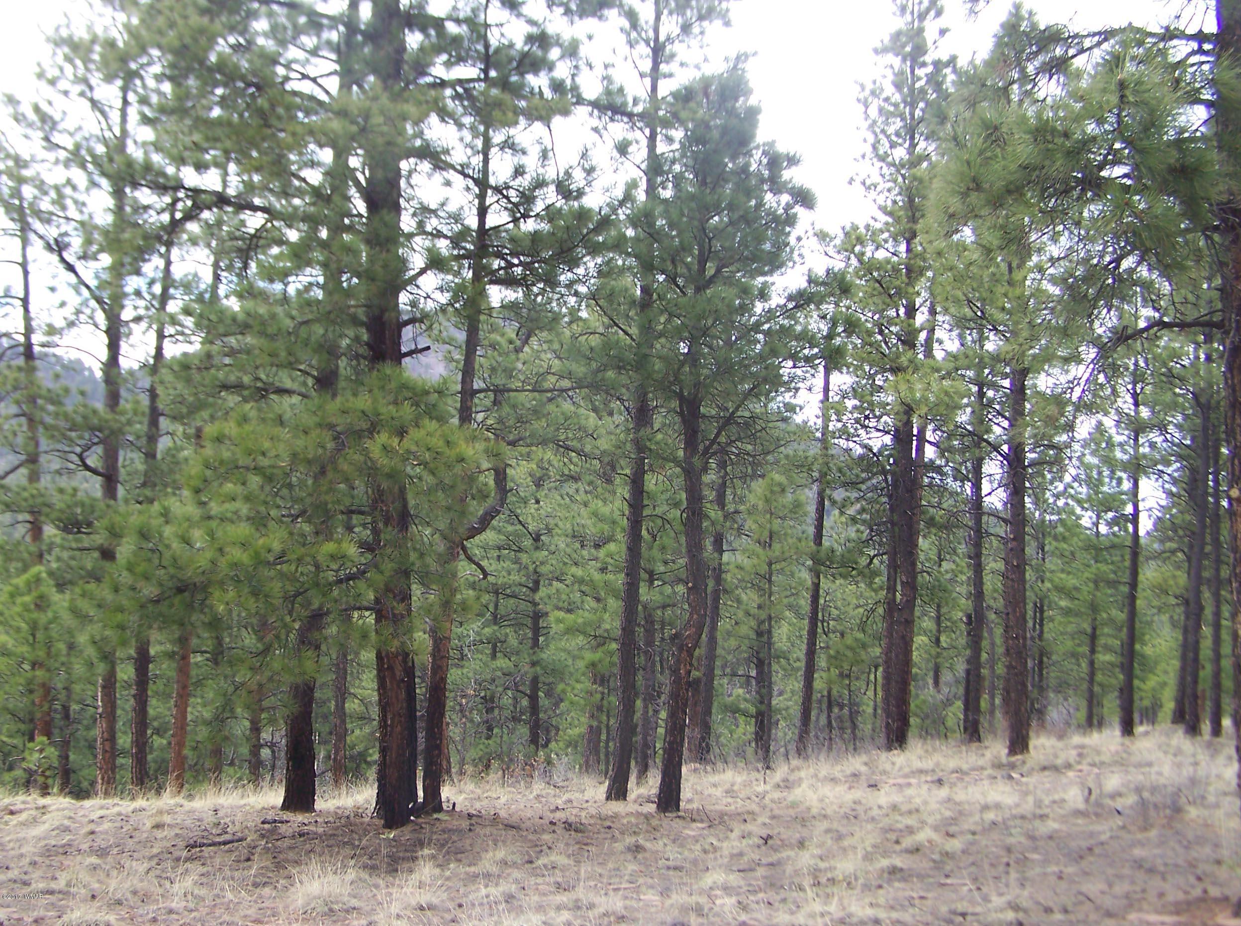 27 County Road Nutrioso, AZ 85932 - Photo 7 of 11
