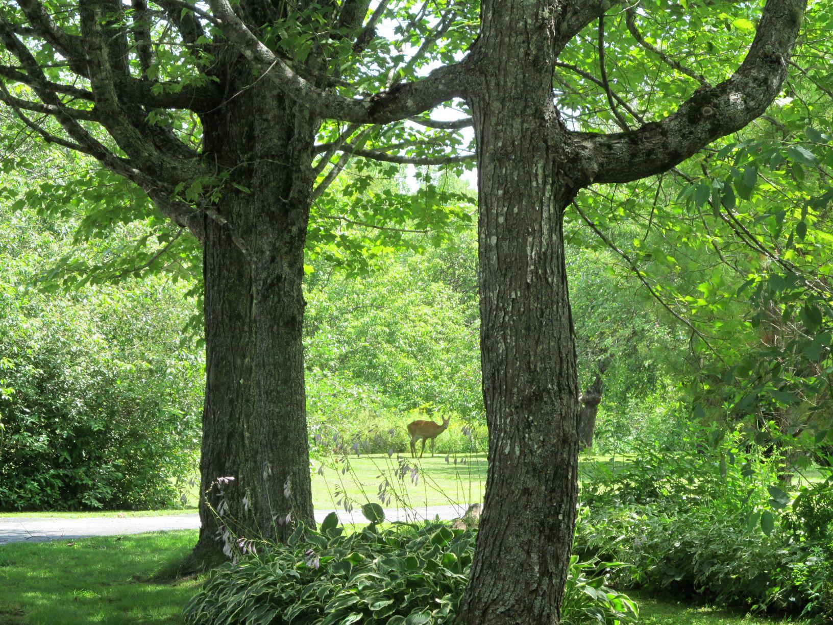 159 Arm Road Alexander, ME 04694 - Photo 11 of 43 IMG_1333