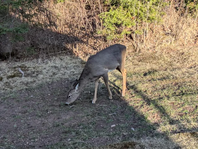 $359,000 | 94241 South Net Lake Road, Holyoke, MN 55749