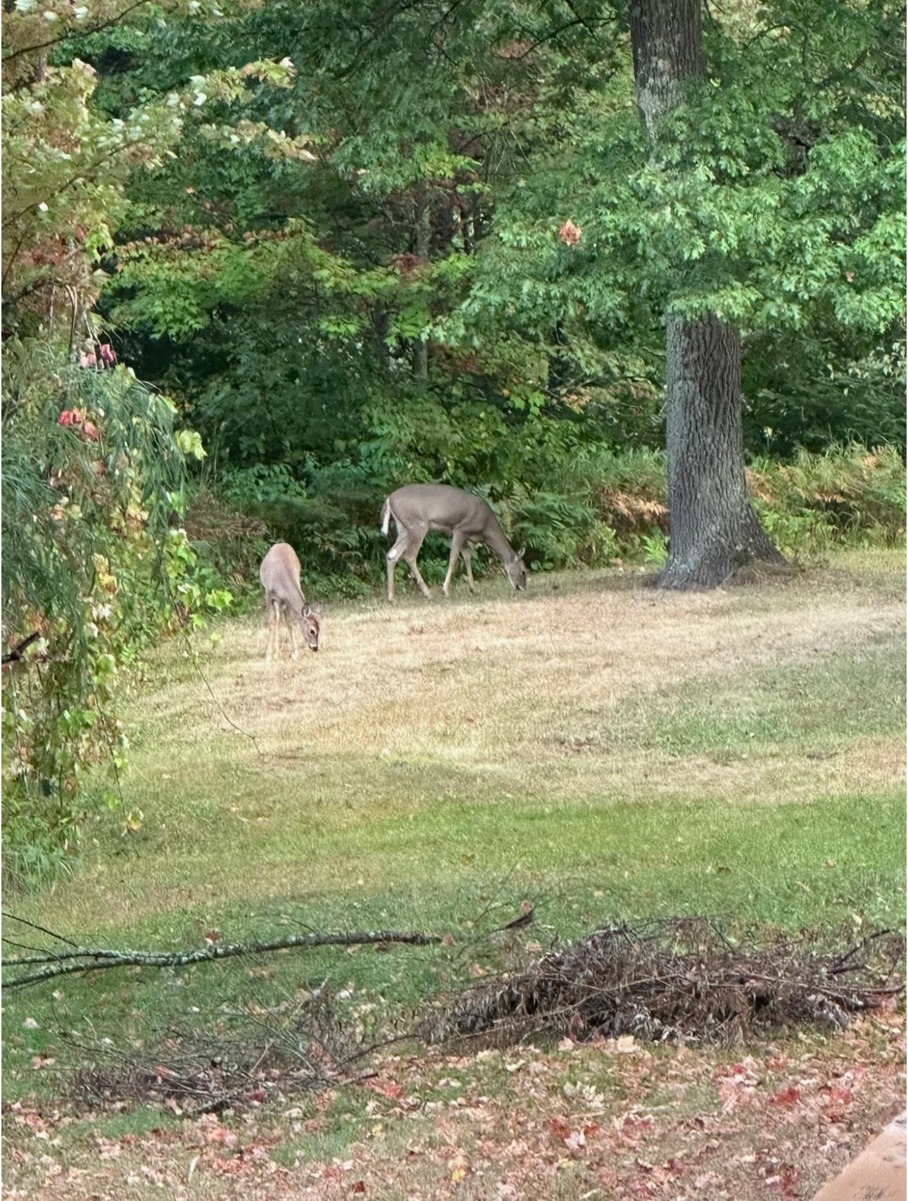 94241 South Net Lake Road Holyoke, MN 55749 - Photo 51 of 54