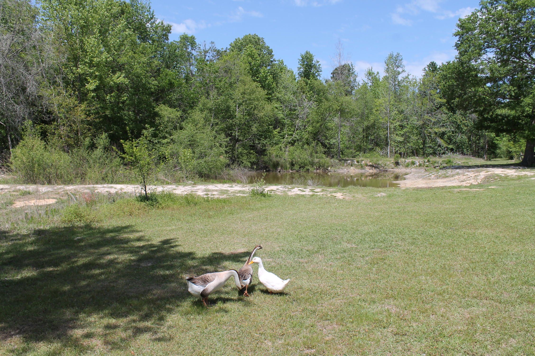 280 Seven Acres Road St. George, SC 29477 - Photo 62 of 64 IMG_7497