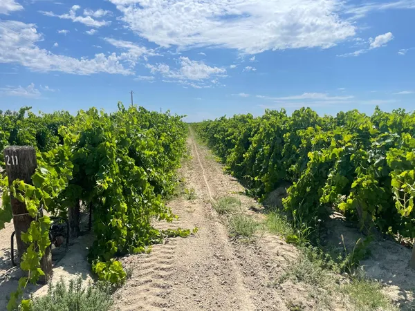 a view of a yard with plants and a building