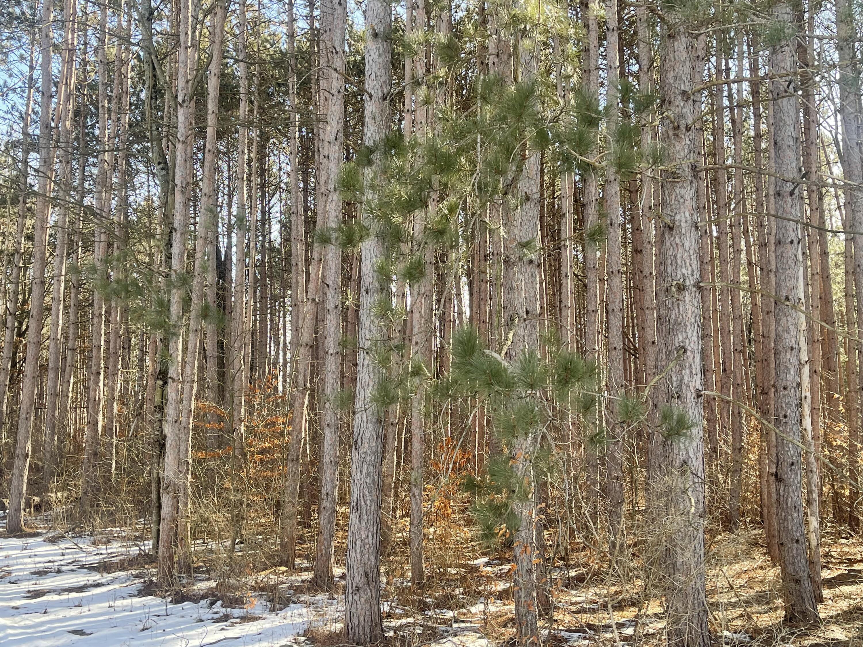 Tyler Road Lakeview, MI 48850 - Photo 2 of 2 IMG_4557
