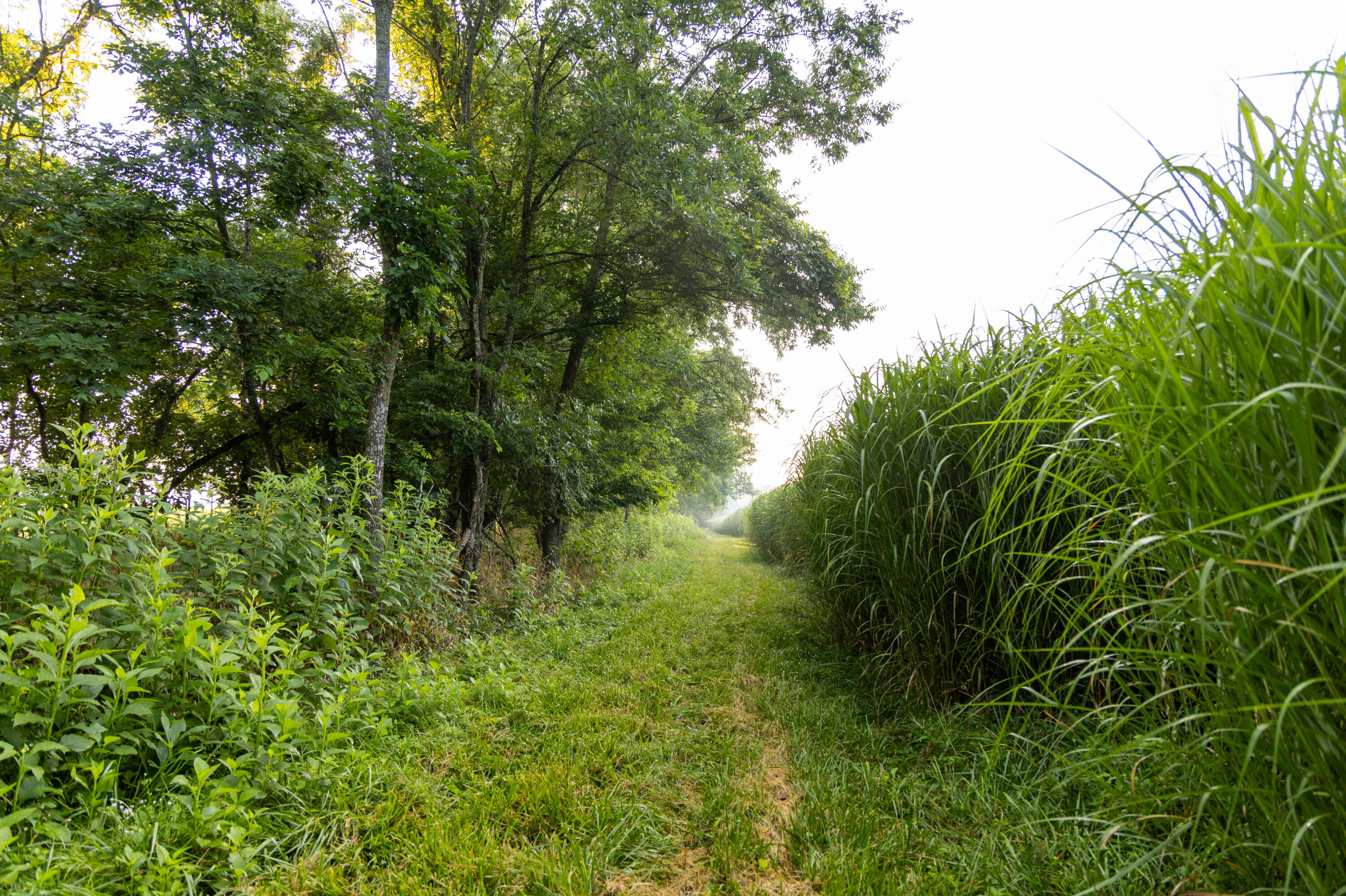 5492 Cedar Lane Reeds, MO 64859 - Photo 52 of 77 Jasper129(MLSRES)-16