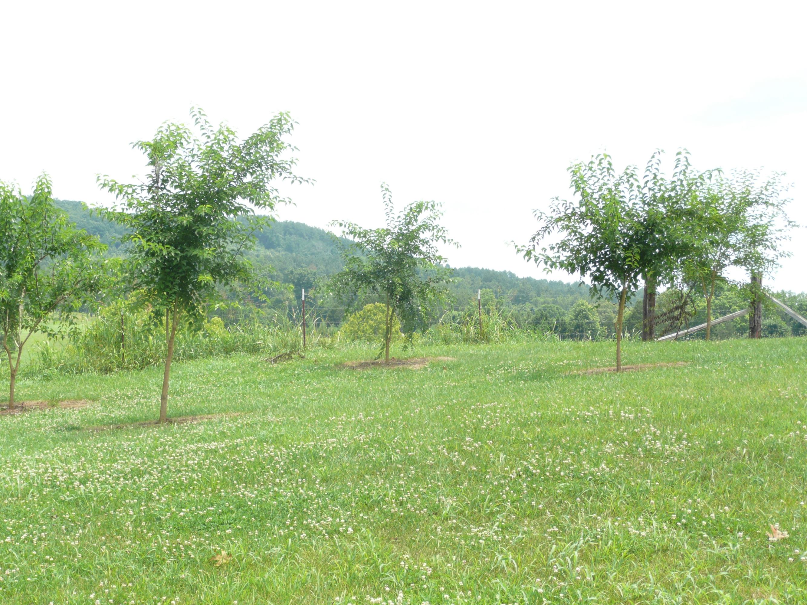 180 Price Road Sweetwater, TN 37874 - Photo 6 of 28 P1020824