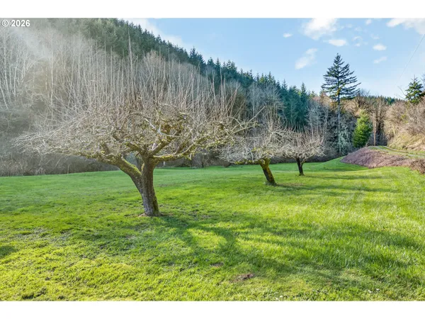 a view of a park with large trees