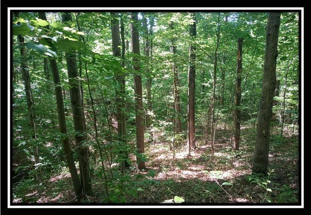 1165 McCarley Road Vinton, OH 45686 - Photo 12 of 21 Gallery Image 12