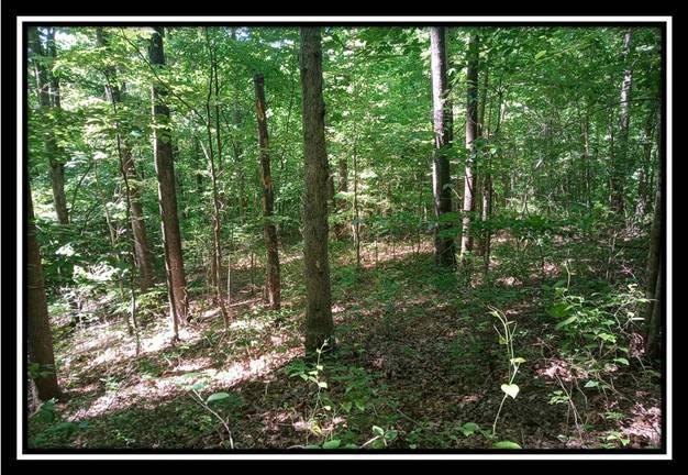1165 McCarley Road Vinton, OH 45686 - Photo 19 of 21 Gallery Image 19