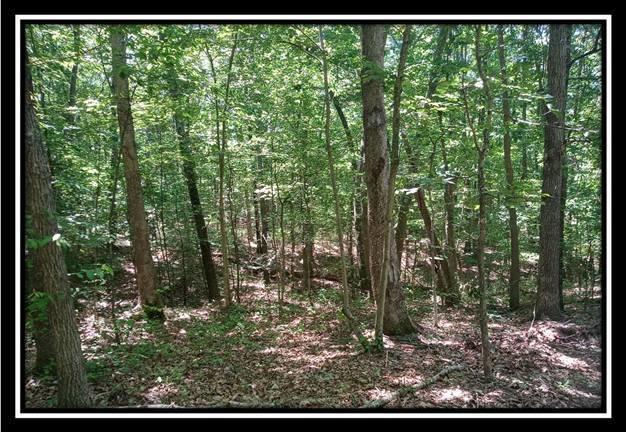 1165 McCarley Road Vinton, OH 45686 - Photo 5 of 21 Gallery Image 5