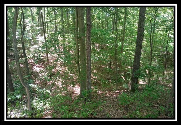1165 McCarley Road Vinton, OH 45686 - Photo 8 of 21 Gallery Image 8