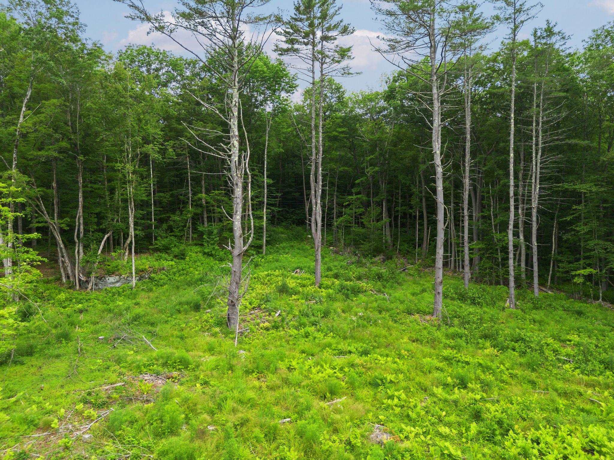 315 Gove Road Acworth, NH 03607 - Photo 5 of 17