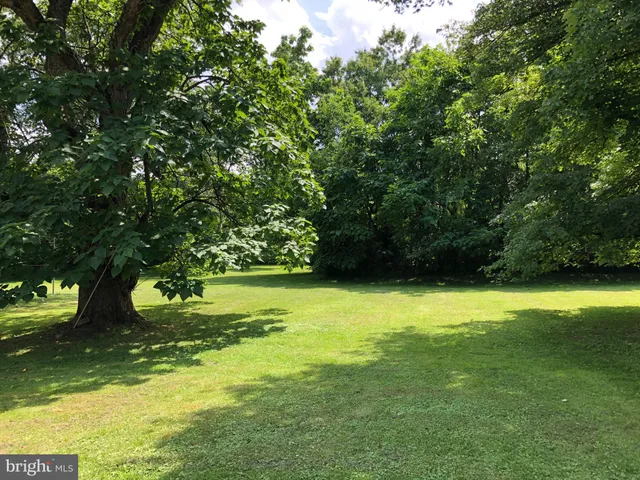 a view of a trees in a yard