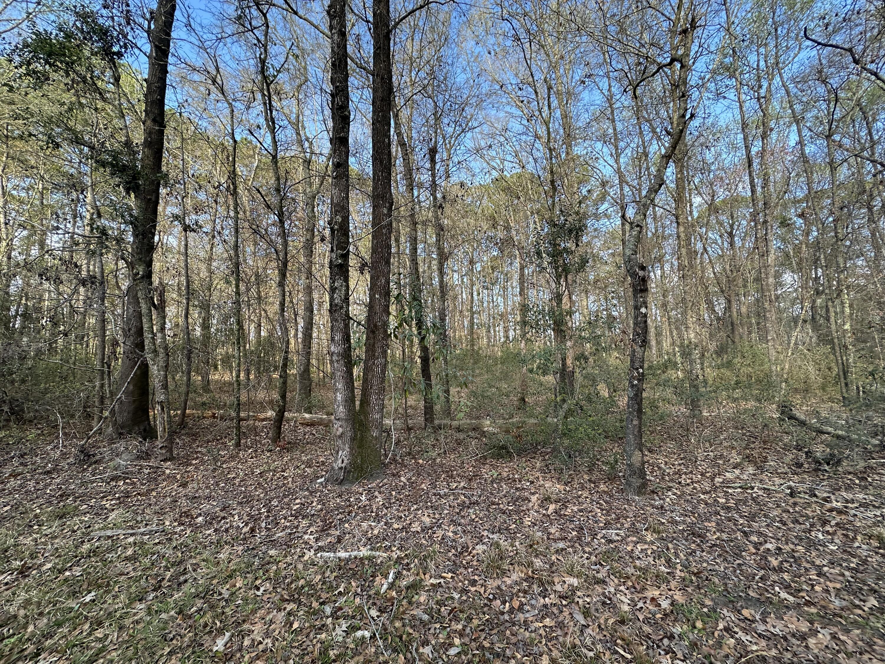 0 Cooke Road, Unit LOT 3 Johns Island, SC 29455 - Photo 1 of 5 IMG_3526