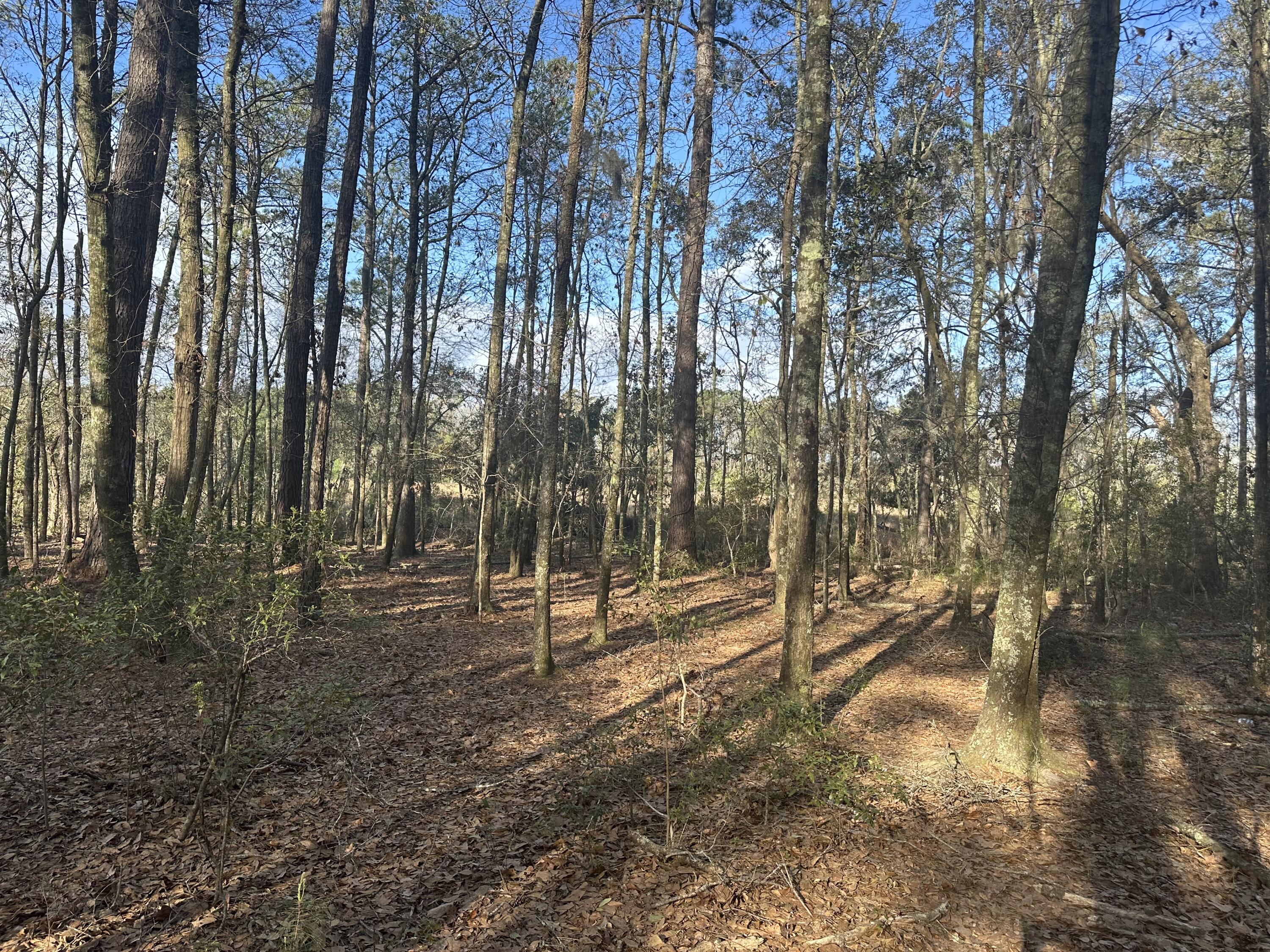 0 Cooke Road, Unit LOT 3 Johns Island, SC 29455 - Photo 2 of 5 IMG_3538
