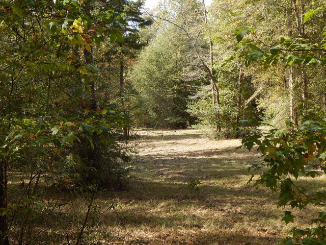 0 Ginntown Road Tylertown, MS 39667 - Photo 7 of 16 Photo 7