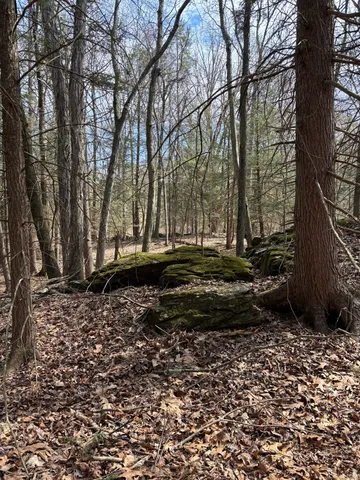 a view of a backyard with trees