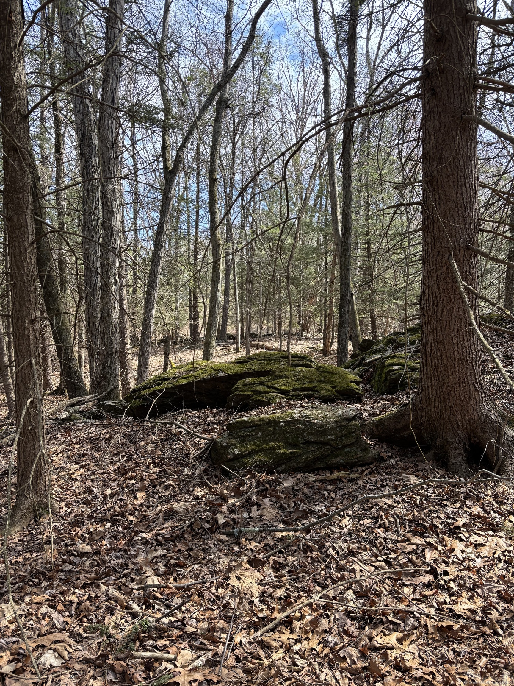 Lot 4 Chalybes Road West Roxbury, CT 06783 - Photo 2 of 11 a view of a backyard with trees