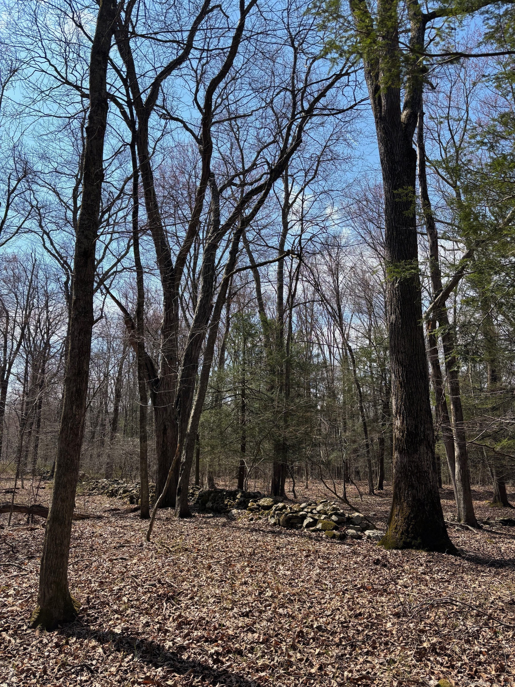 Lot 4 Chalybes Road West Roxbury, CT 06783 - Photo 3 of 11 a backyard of a house with lots of trees