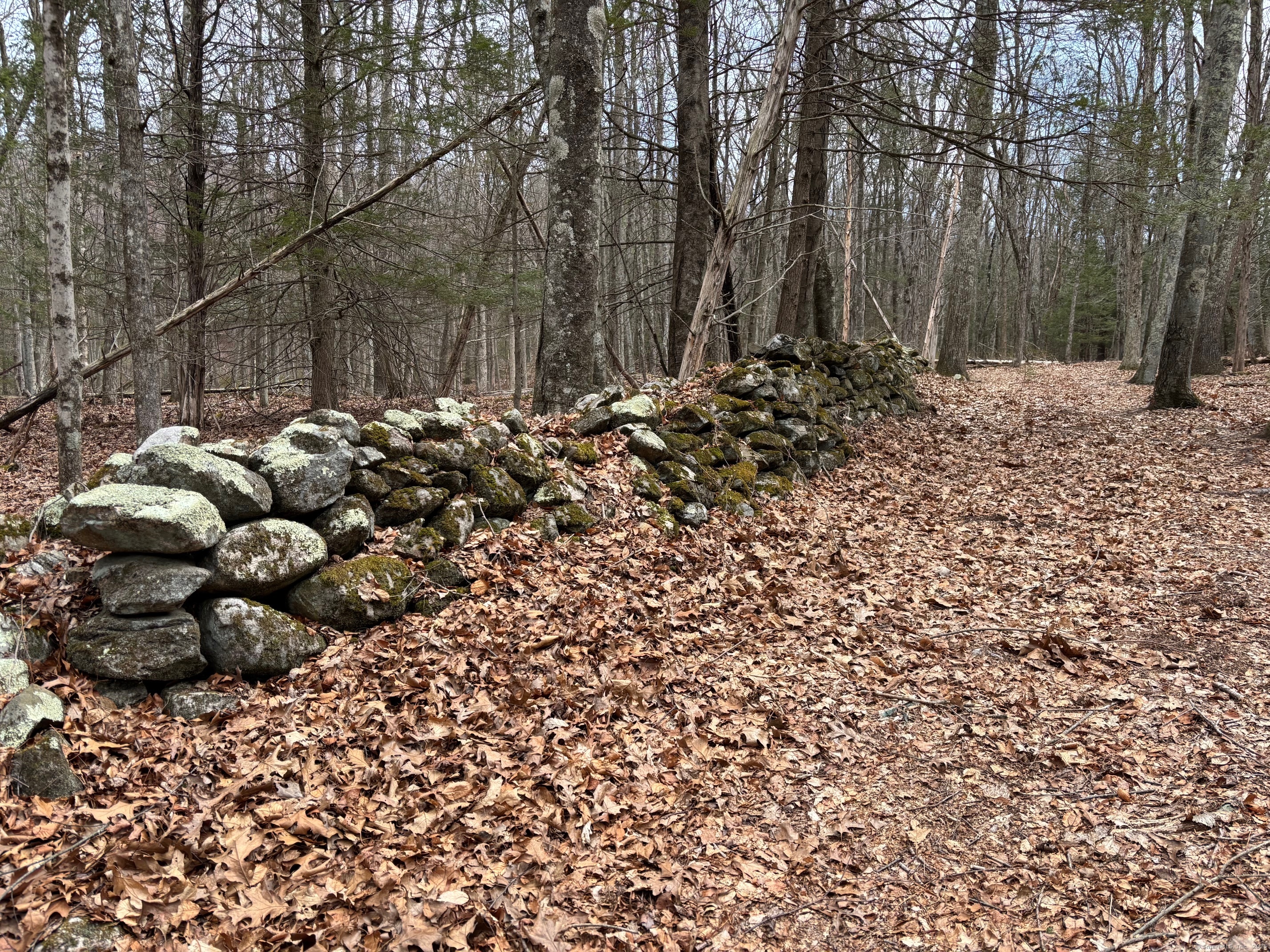 Lot 4 Chalybes Road West Roxbury, CT 06783 - Photo 6 of 11 a view of a bunch of trees with plants